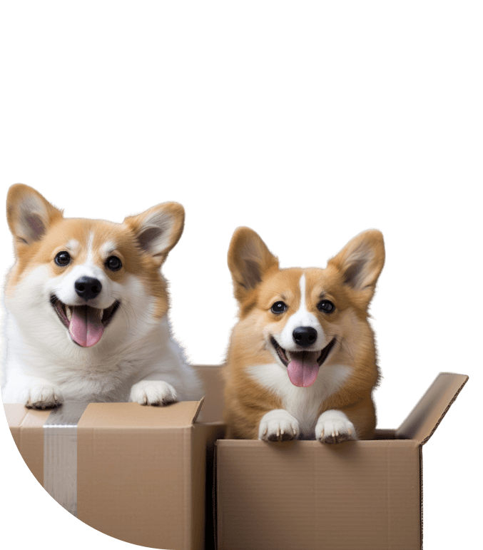 Dogs