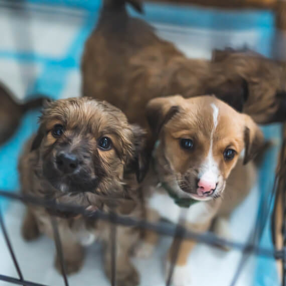 Dogs